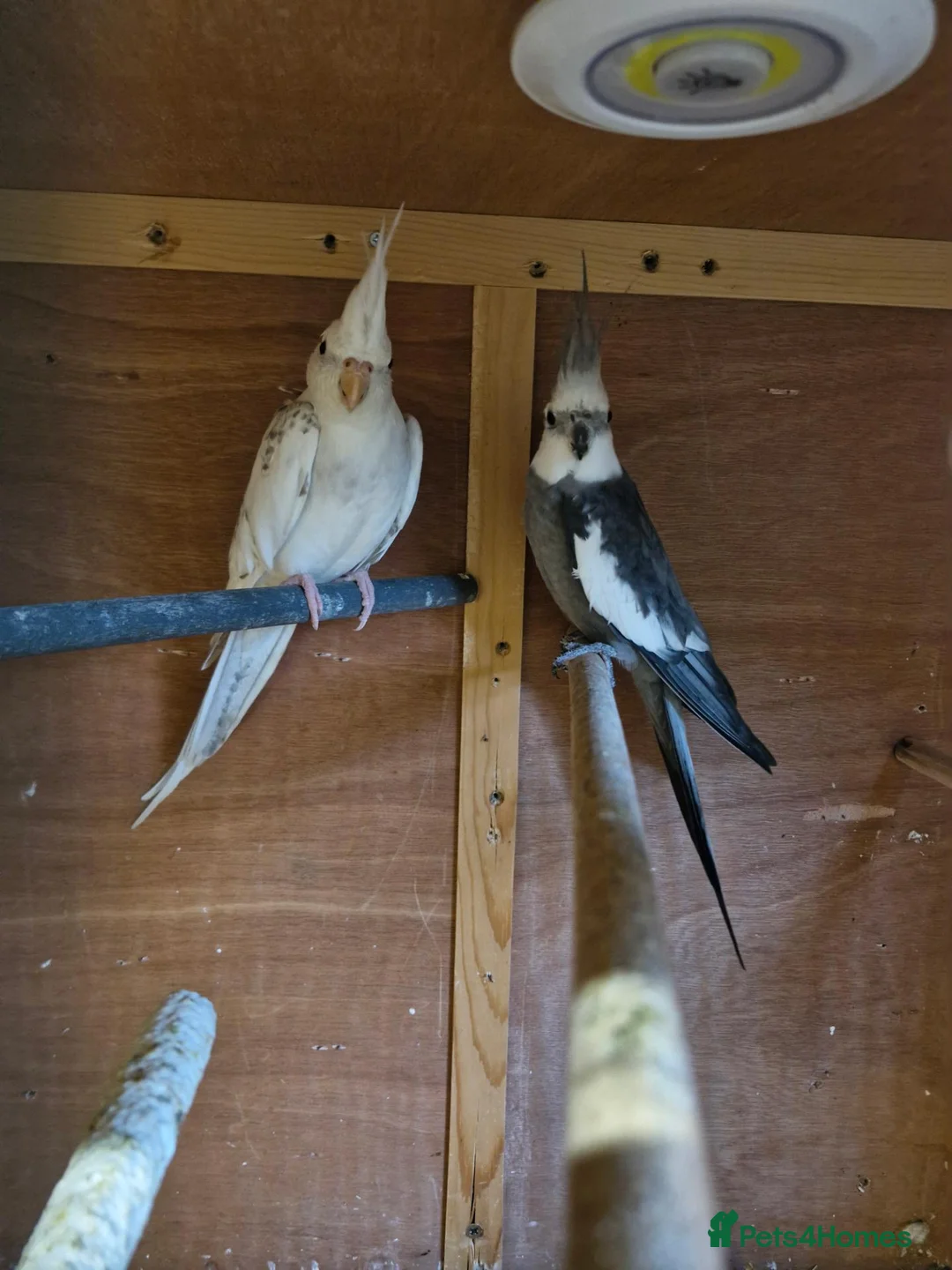 Cockatiels birds for sale: Cockatiel male female  - Advert 2