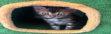 Bengal 3