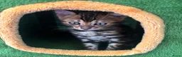 Bengal cats for sale: Pure bred Glitter Coat Bengal Kittens  - Advert 6