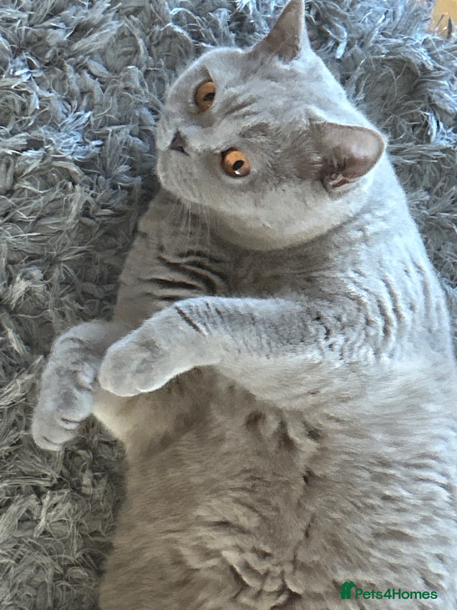 British Shorthair cats Lola Girl - Advert 2