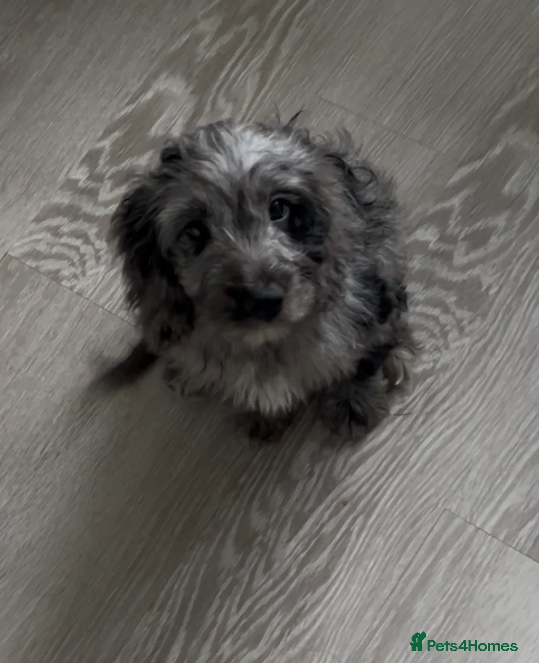 Cockapoo dogs for sale: Gorgeous F1 Cockapoo Puppies  - Advert 2