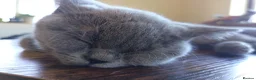 British Shorthair cats for sale: Ready to go. Gccf registered blue BSH kittens - Advert 4
