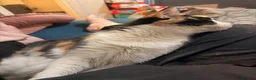 Mixed Breed cats for sale: 2 x female cats to be homed together  - Advert 4