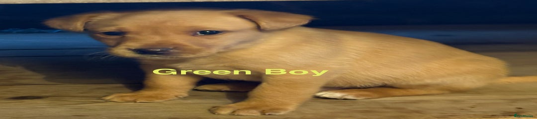 Labrador Retriever Puppy 3