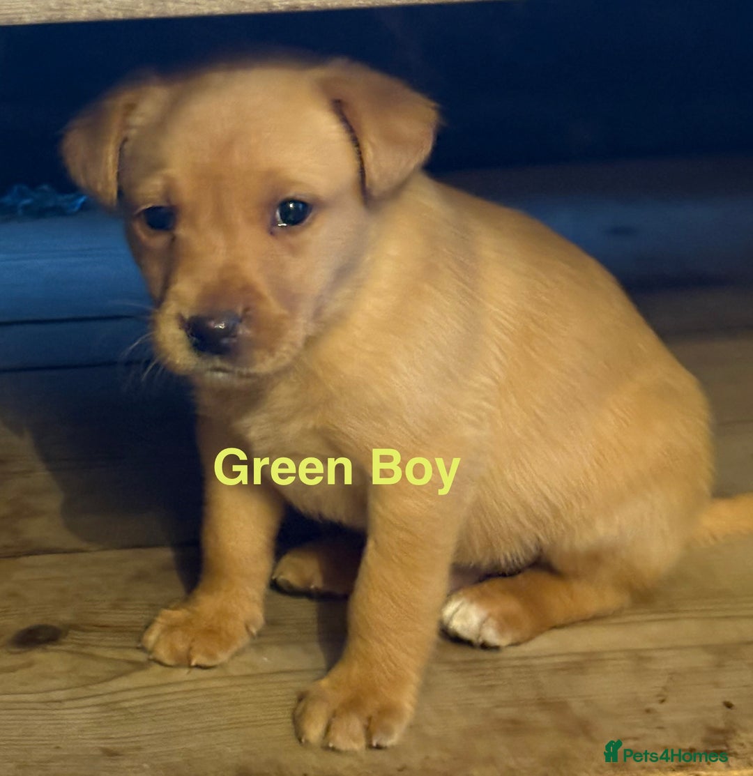 Labrador Retriever dogs for sale: Beautiful KC Fox Red Labs 0/0 hip/elbow mum & dad - Image 14