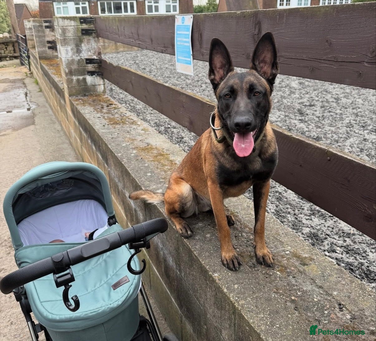 Mixed Breed dogs Mixed breed pups - Advert 4