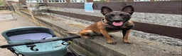 Mixed Breed dogs for sale: Mixed breed pups in Harrow - Advert 1