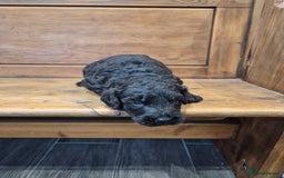 Bernedoodle dogs for sale: F1 Bernedoodle - Image 5