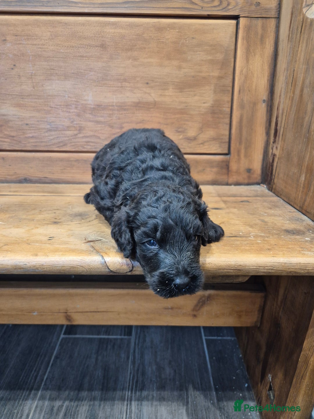 Bernedoodle dogs for sale: F1 Bernedoodle - Image 5