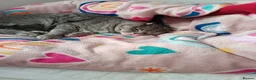 Mixed Breed cats for sale: Scottish fold Zeus - Advert 8