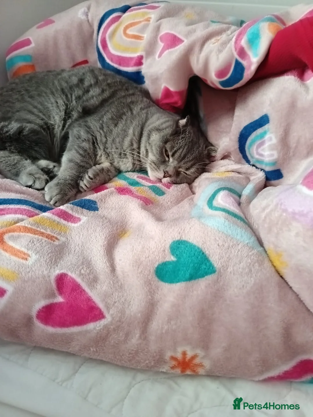 Mixed Breed cats for sale: Scottish fold Zeus - Advert 8