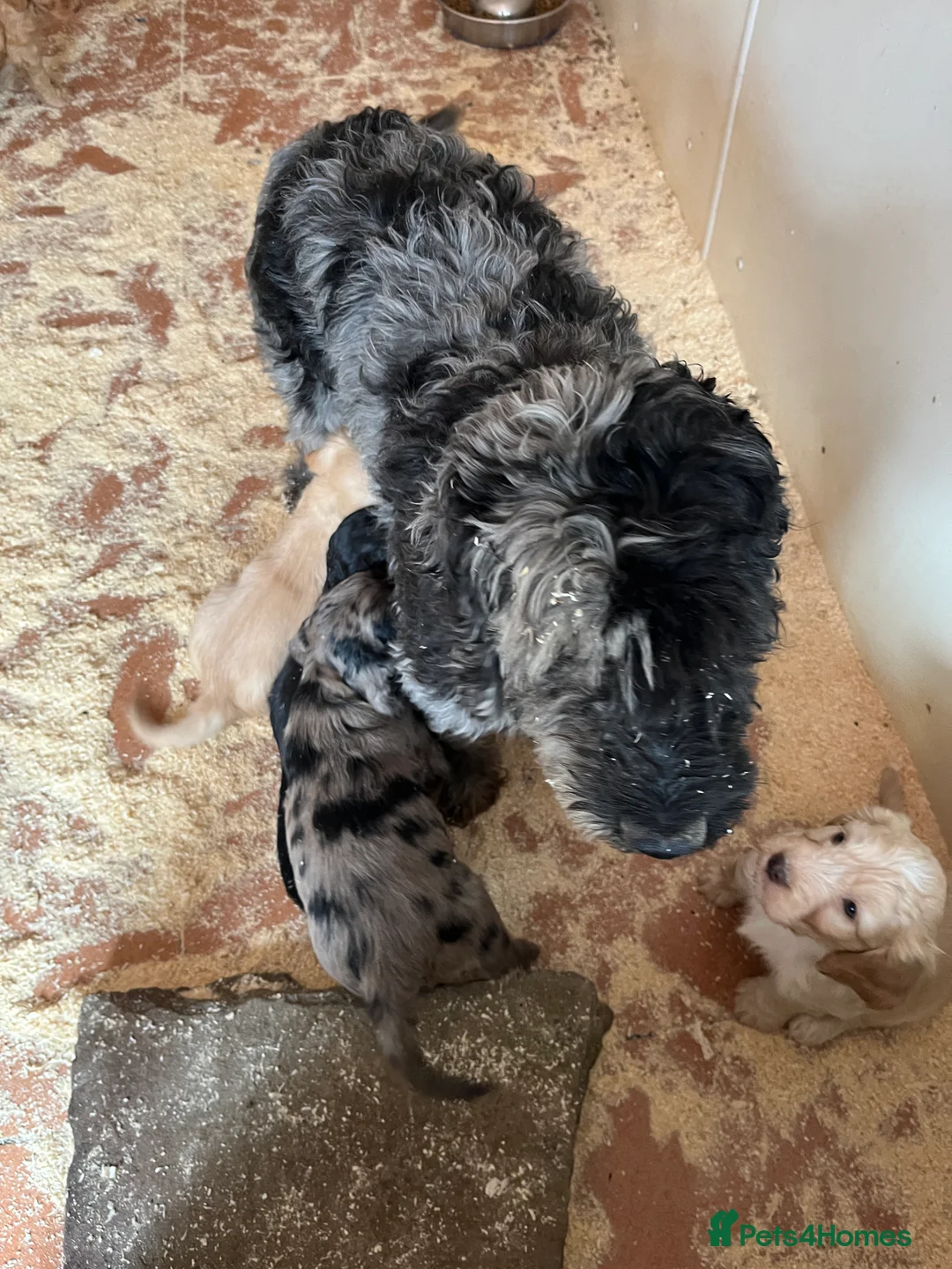Labradoodle dogs for sale: Small Labradoodle pups for sale - Advert 2