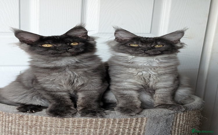 Maine Coon cats - Advert 3