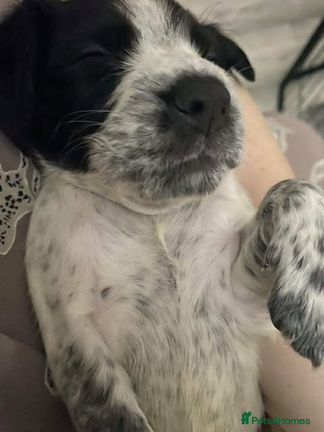 Sprocker dogs for sale: Beautiful Sprocker Puppies Ready 30th December - Advert 33