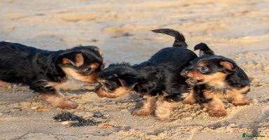 Yorkshire Terrier dogs YORKSHIRE TERRIER PUPS  - Advert 10