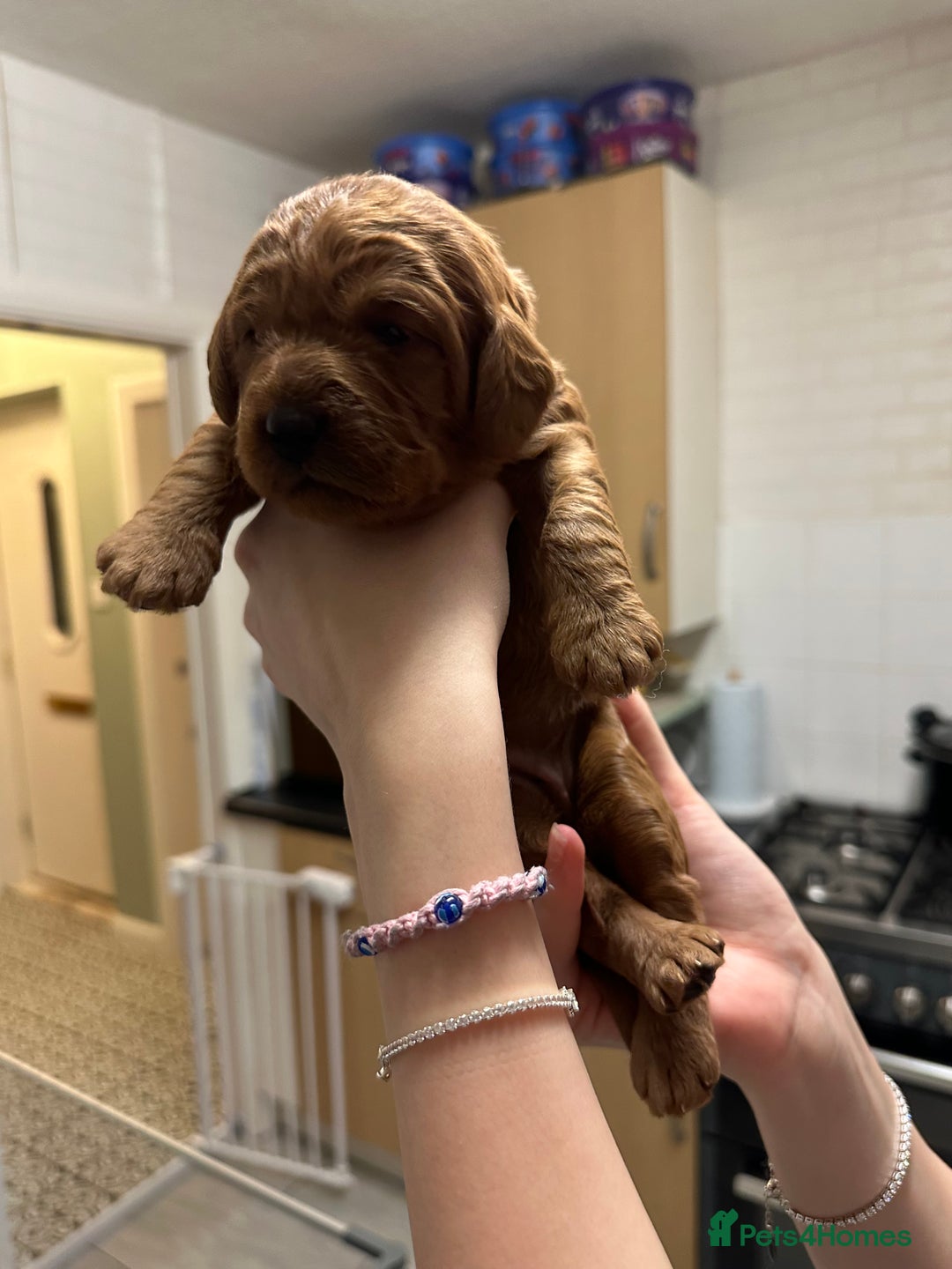 Labradoodle dogs for sale: Miniature F1 Labradoodles  - Advert 23
