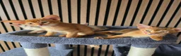 Abyssinian cats for sale: Beautiful Abyssinian Kitten  - Advert 2