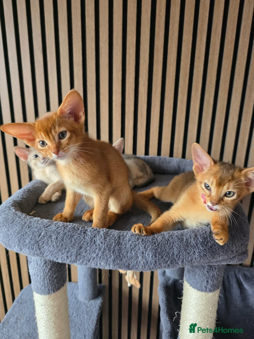 Abyssinian cats for sale: Beautiful Abyssinian Kitten  - Advert 2