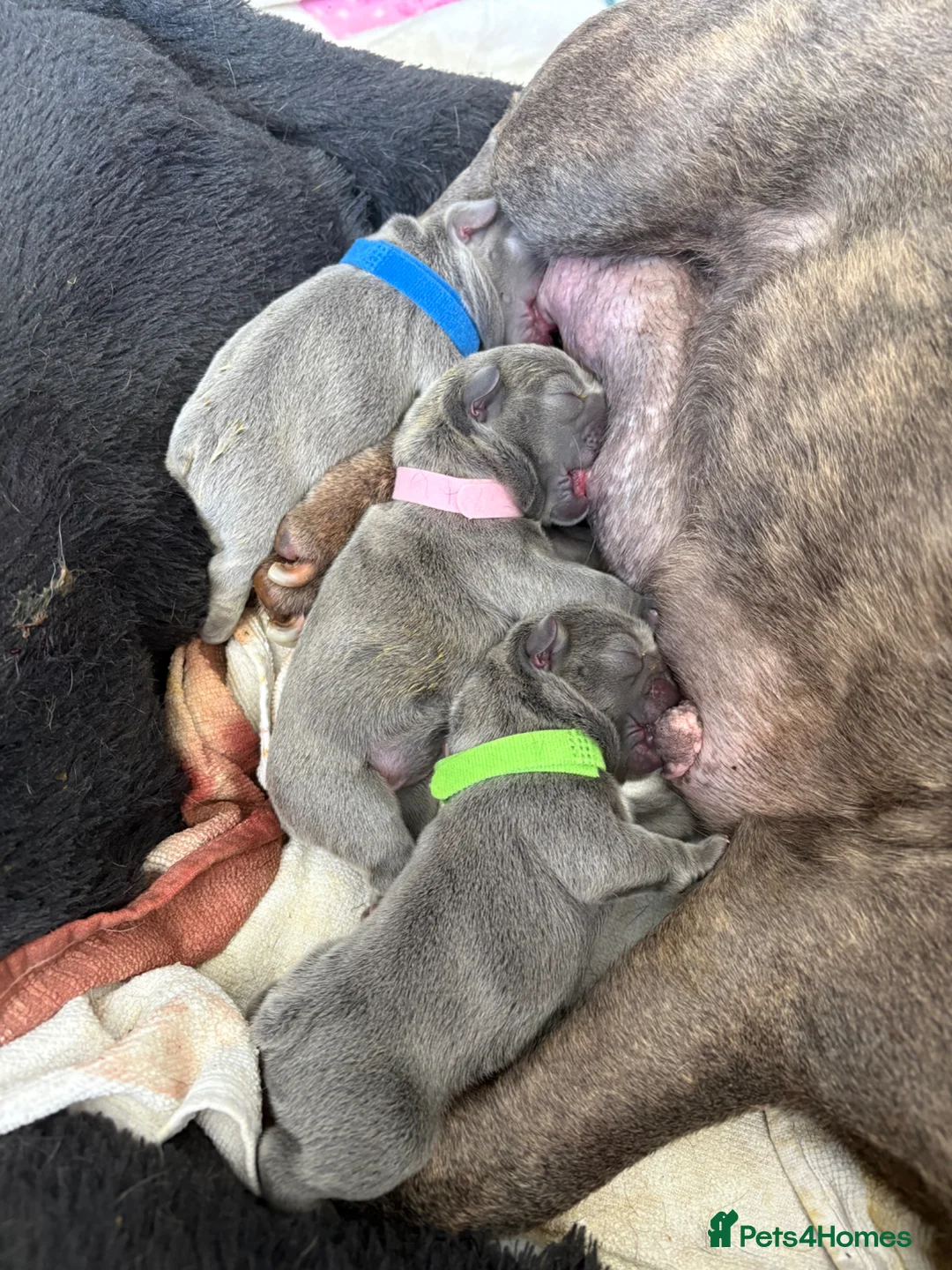 French Bulldog dogs for sale: Stunning blue French bulldog puppies for sale  - Advert 10