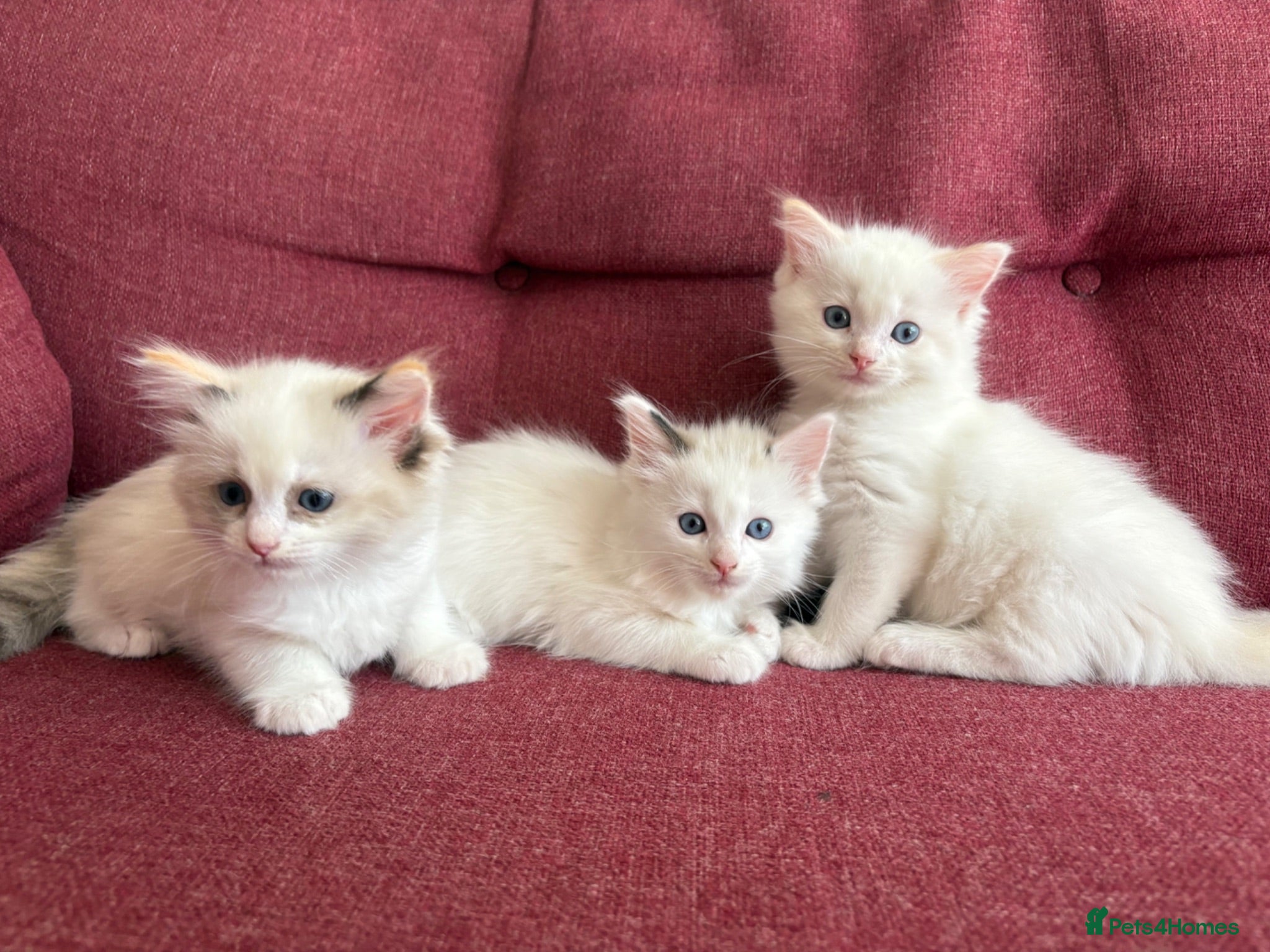 Ragdoll cats Ready Next week-3 Beautiful Fluffy Ragdoll Kittens - Advert 1