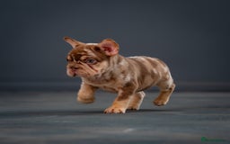 French Bulldog dogs for sale: QUALITY FLUFFY FRENCHIE'S  - Image 2