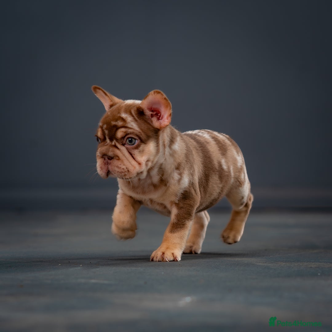 French Bulldog dogs for sale: QUALITY FLUFFY FRENCHIE'S  - Image 2