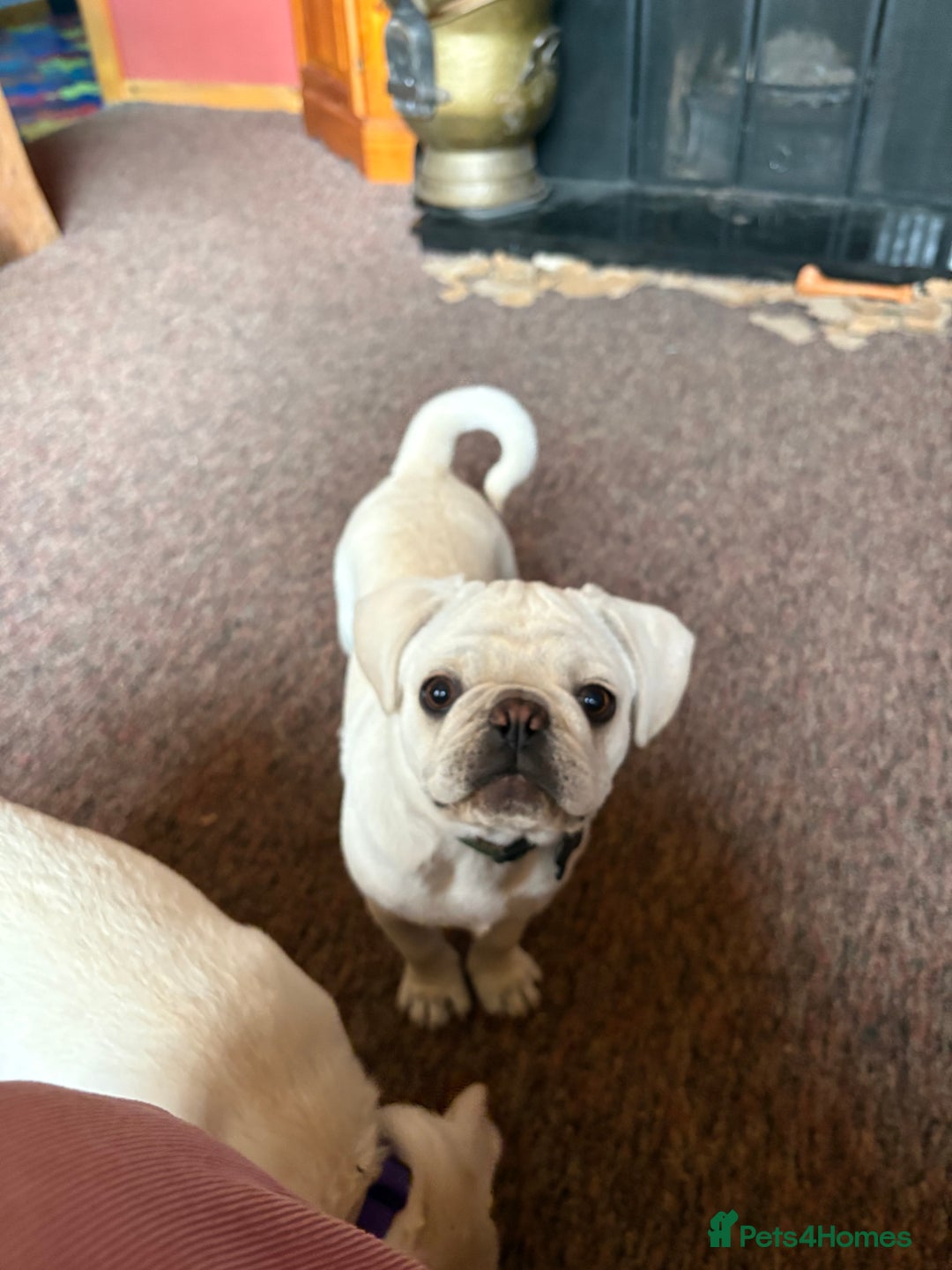 Pug dogs for sale: 2 Beautiful Pug Boys - Image 2