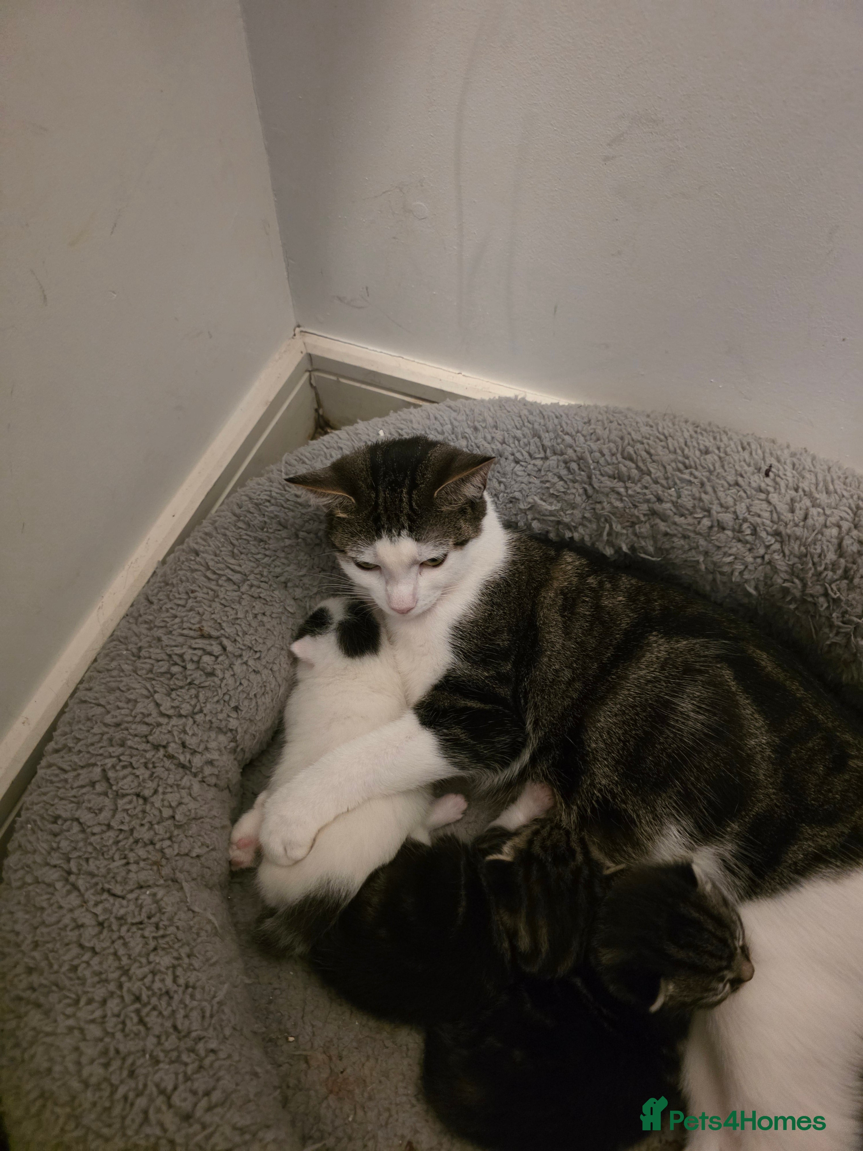 Domestic Shorthair cats Tabby and white kitten - Advert 8