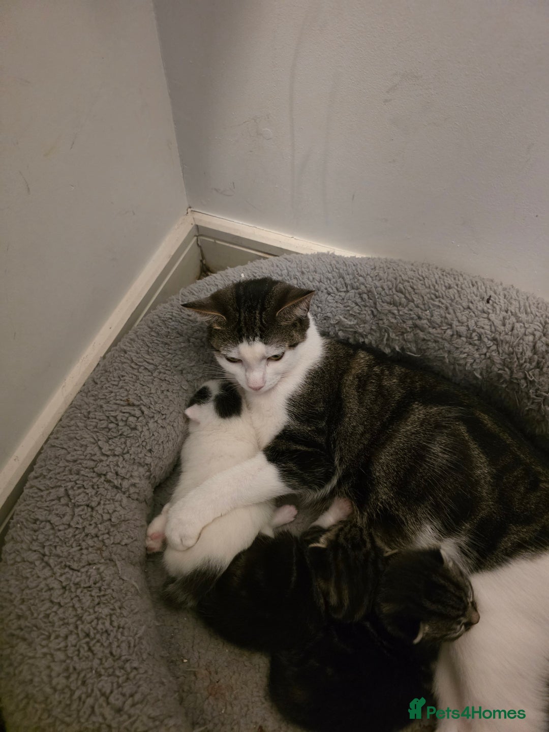 Domestic Shorthair cats for sale: Tabby and white kitten - Advert 1
