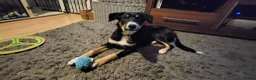 Border Collie dogs for sale: MILO 7 month old male border collie  - Advert 5