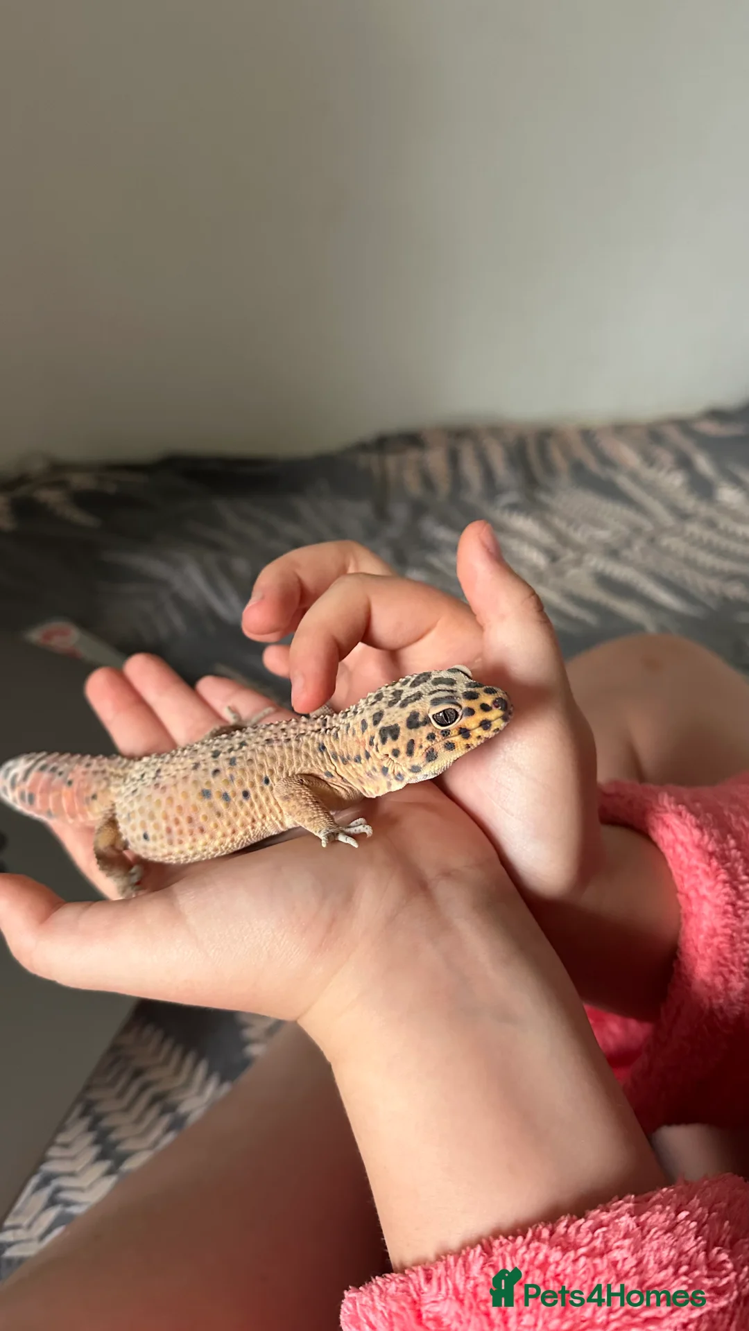 Leopard Gecko reptiles for sale: Young male Leopard Gecko - Advert 9