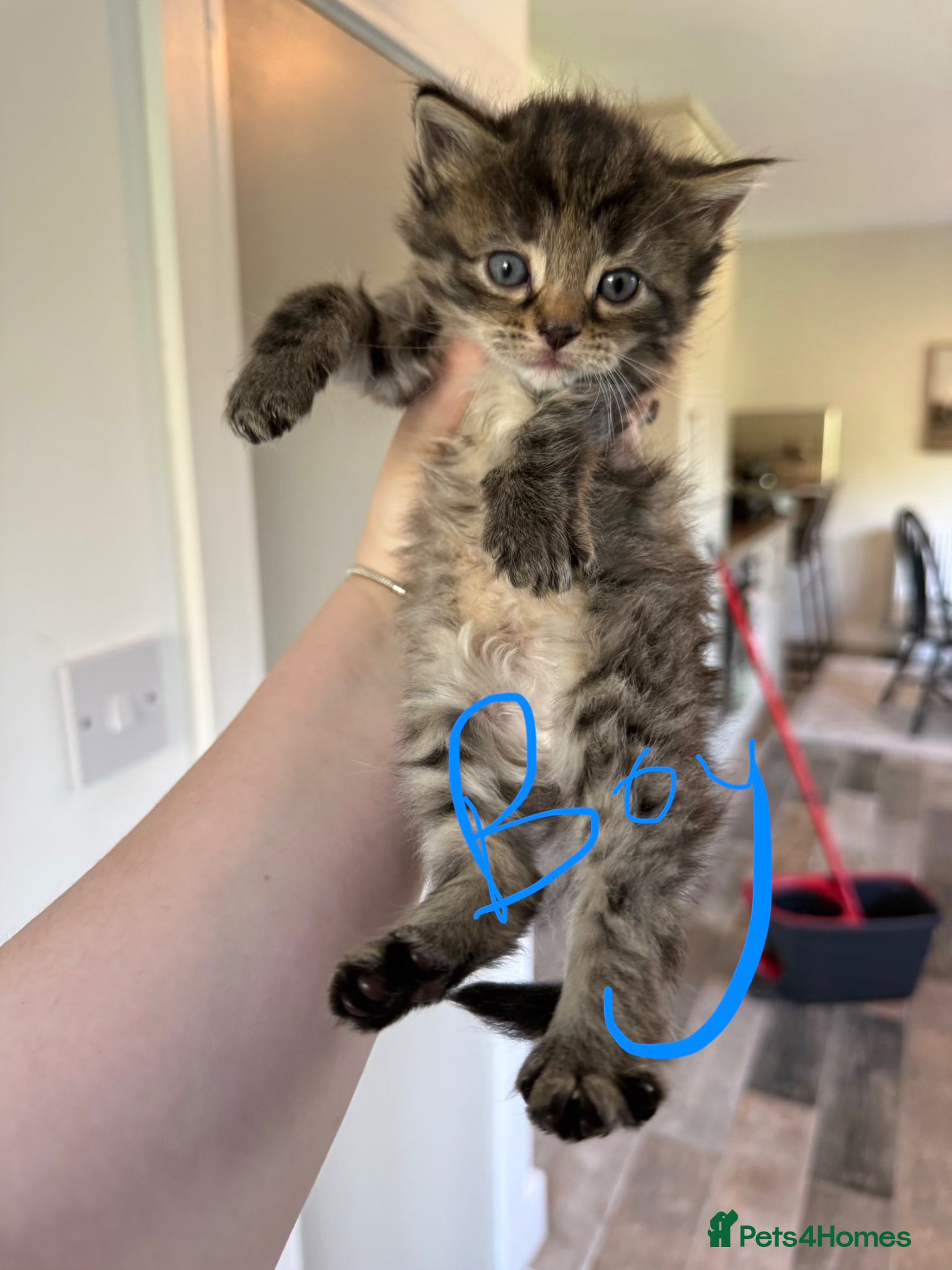 Mixed Breed cats 5 LEFT -8 fluffy kittens looking for forever home - Advert 1
