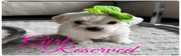 Maltese dogs for sale: Pure white Maltese puppies  - Advert 9