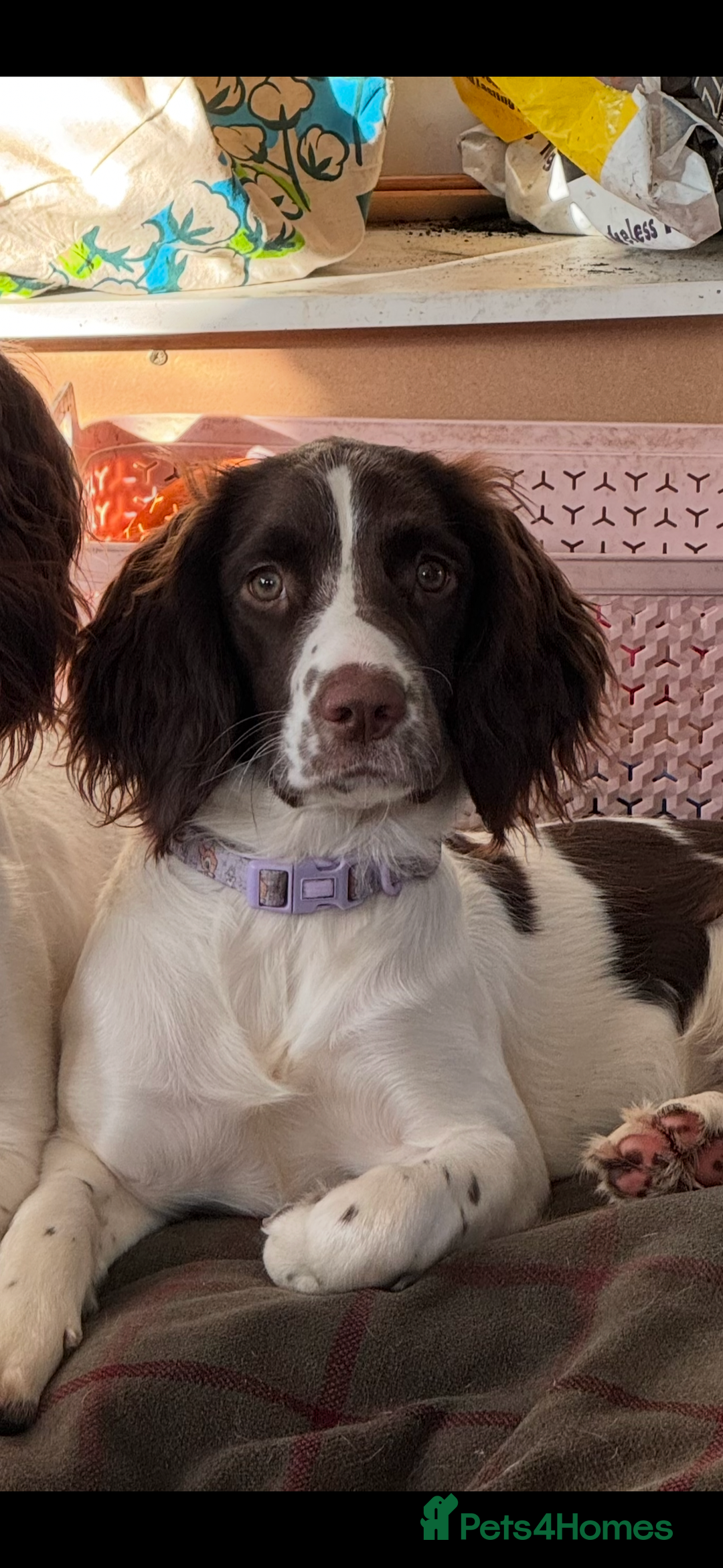 English Springer Spaniel dogs for sale: KC Working English springer spaniel puppies - Advert 1