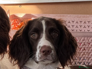 English Springer Spaniel dogs KC Working English springer spaniel puppies - Advert 6