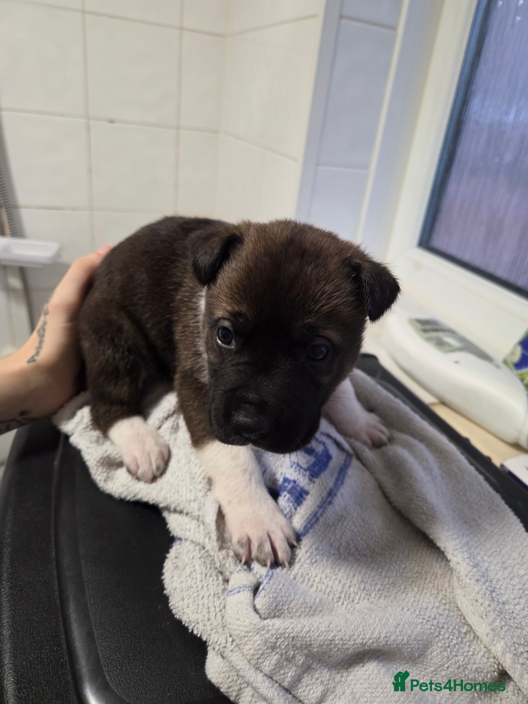 Mixed Breed dogs for sale: 3 girls left for rehoming  - Advert 11