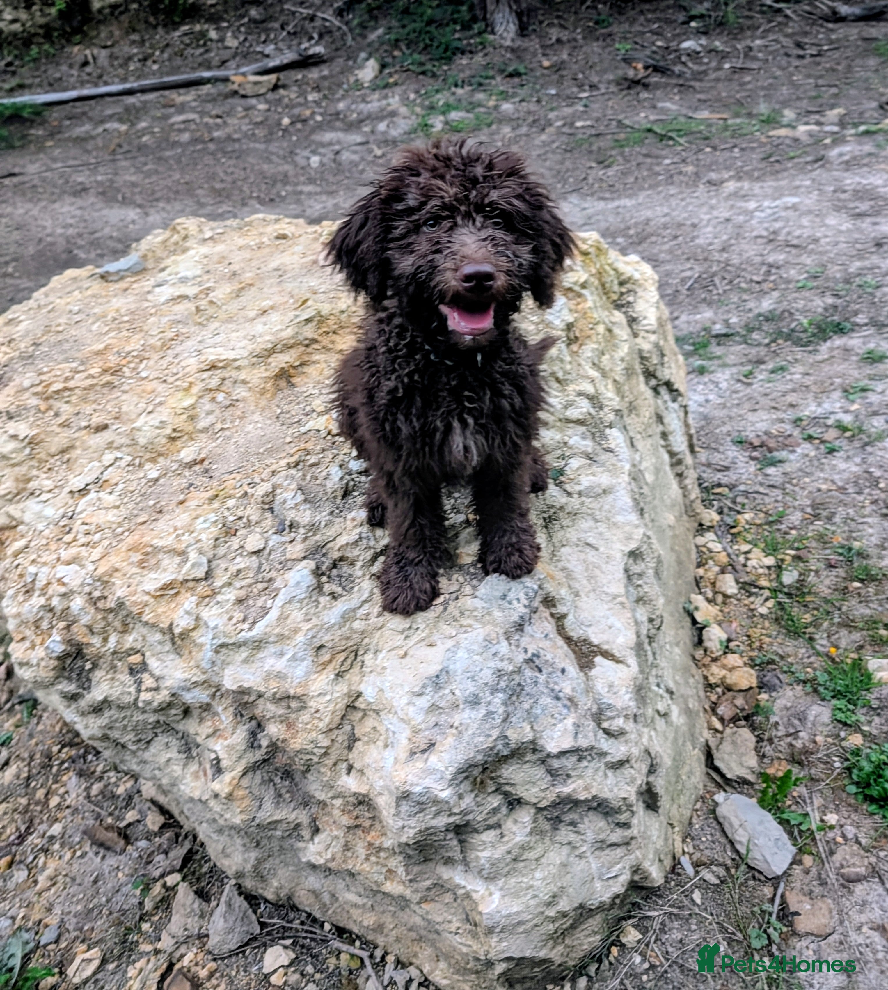 Spanish Water Dog dogs Spanish water dog - Advert 2