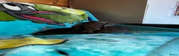 Miniature Dachshund dogs for sale: 3 Miniature dachshund puppies 🐶  - Advert 7