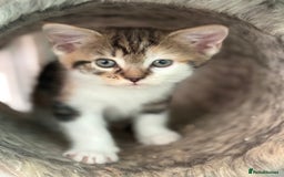 Maine Coon cats for sale: Adorable half mainecoon kittens for sale  - Image 1