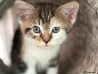 Maine Coon cats - Advert 6