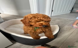 Miniature Poodle dogs for stud: Handsome Miniature Poodle Stud  - Image 12