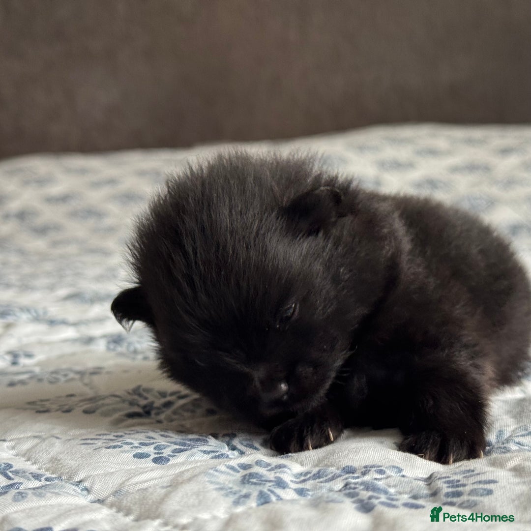 Pomeranian dogs for sale: Four adorable fluffy Pomeranian puppie - Image 6