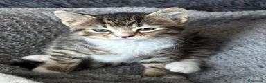 Mixed Breed Kitten 1