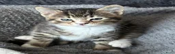 Mixed Breed cats for sale: Turkish Angora x Ragdoll x BLH  - Advert 7