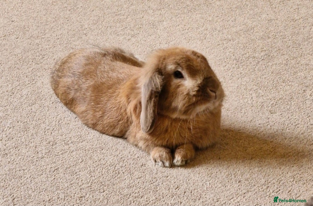Dwarf Lop rabbits for sale: Male rabbit looking for loving home in Haywards Heath - Advert 2