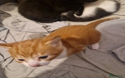 Mixed Breed cats for sale: 5 beautiful kittens, 2 semi long haired.  ❤️ - Image 1