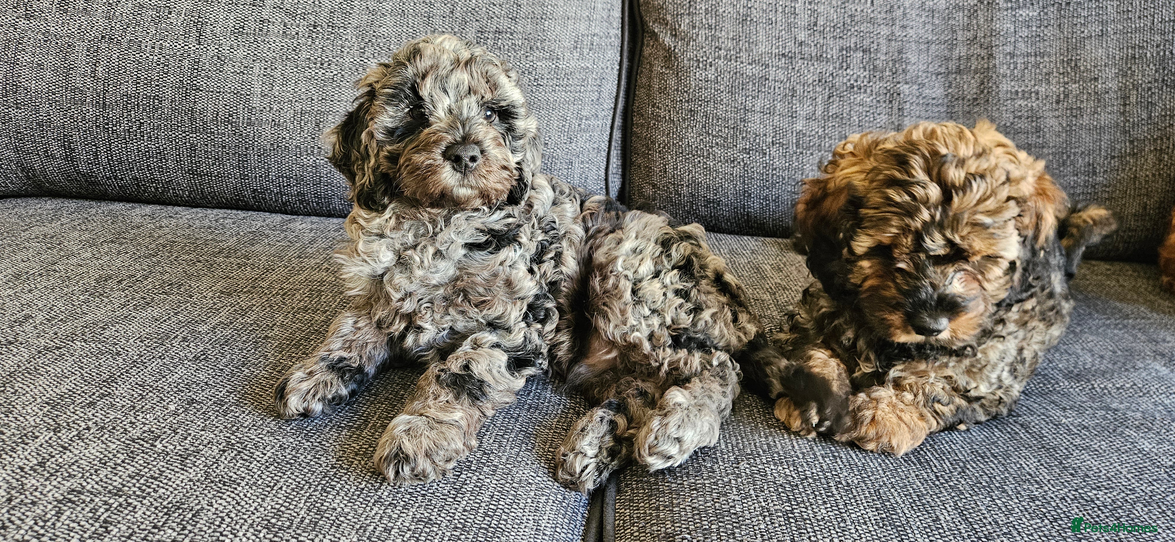 Cavapoo dogs READY NOW. 1 blue merle boy left - Advert 8