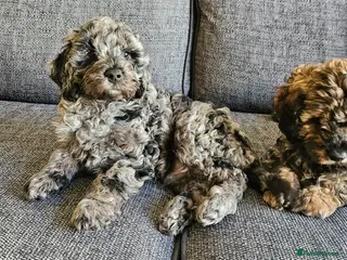 Cavapoo dogs READY NOW. 1 blue merle boy left - Advert 8