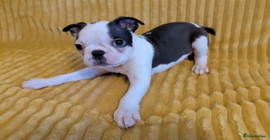 Boston Terrier dogs - Advert 3