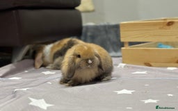Mini Lop rabbits for sale: 2 beautiful mini lop girls available  - Image 7